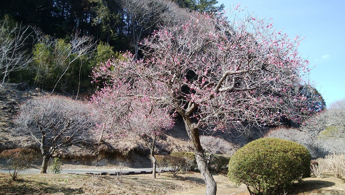 🏞️ 서산의 마을 도원(니시야마노사토 토겐) 이미지 10